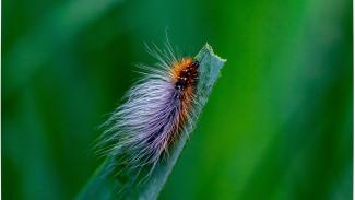 Chenille sur brin d'herbe