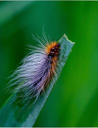 Chenille sur brin d'herbe