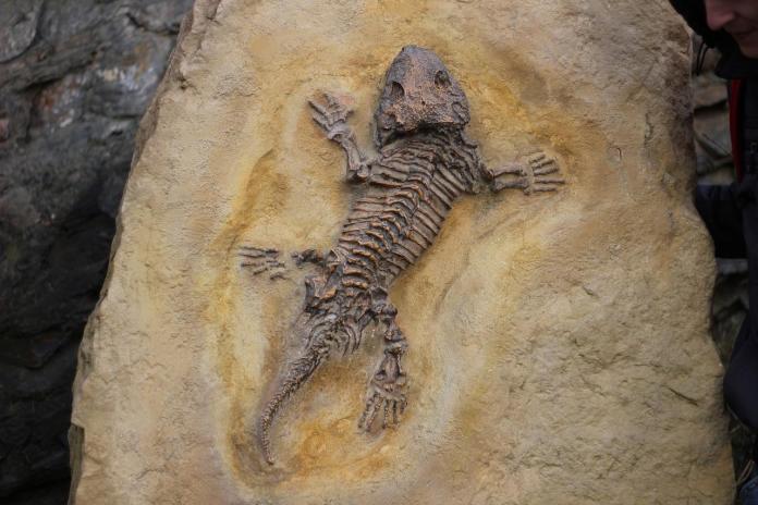 fossile