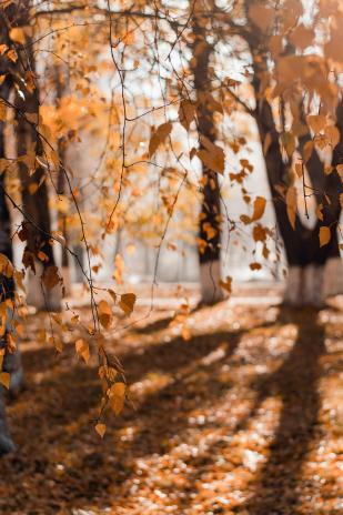 Forêt en automne