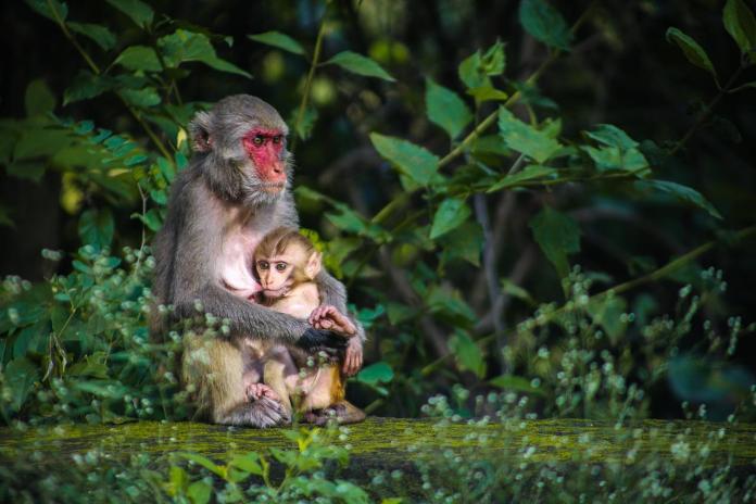 Singes
