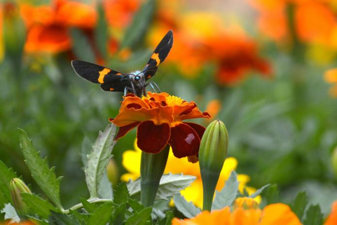 Faune et Flore