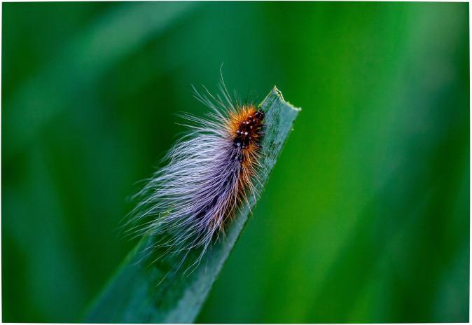 Chenille sur brin d'herbe