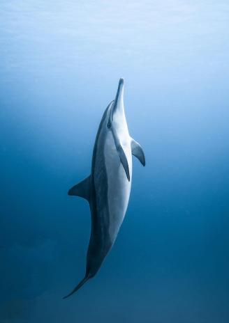 VR - Dolphin man 