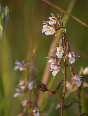 Orchidées sauvages II