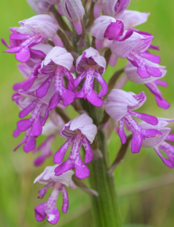 Orchidées sauvages