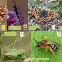 Mosaïque d'insectes sur la réserve naturelle