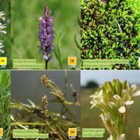 Mosaïque de la flore sur la réserve naturelle