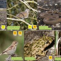 Mosaïque de la faune sur la réserve naturelle