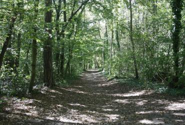 Bois de Saint Sauveur 