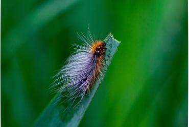 Chenille sur brin d'herbe